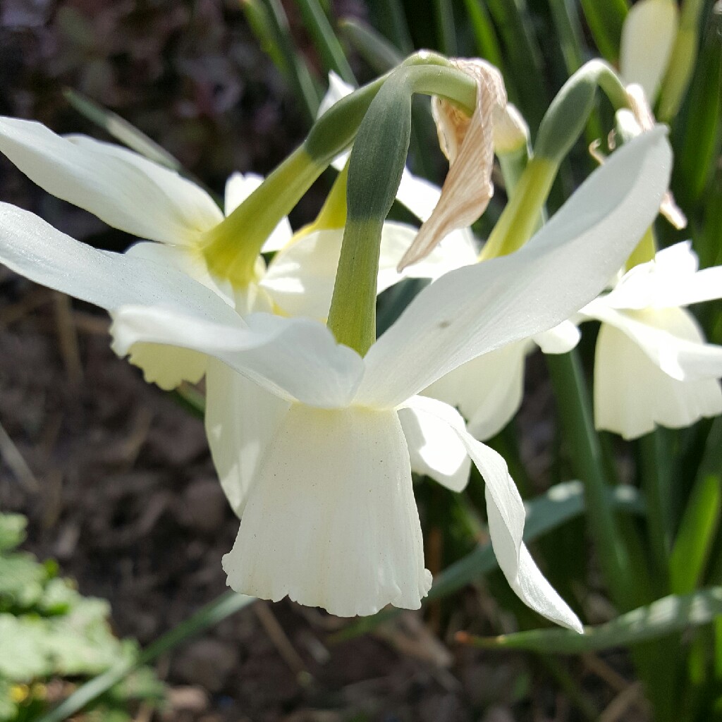 Daffodil 'Thalia' (Triandrus)