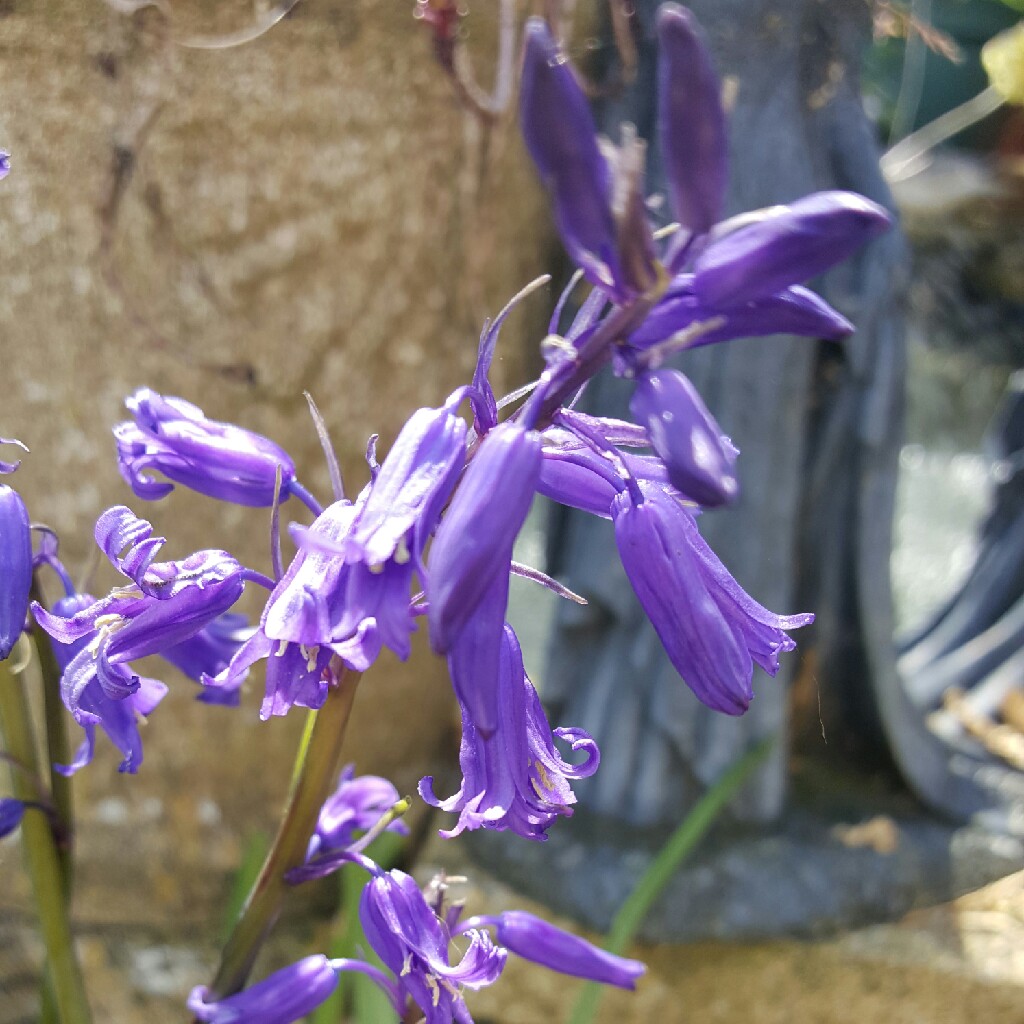 English Bluebell