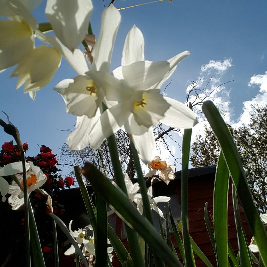 Daffodil 'Thalia' (Triandrus)