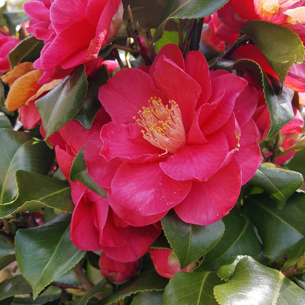 Camellia 'Pink'