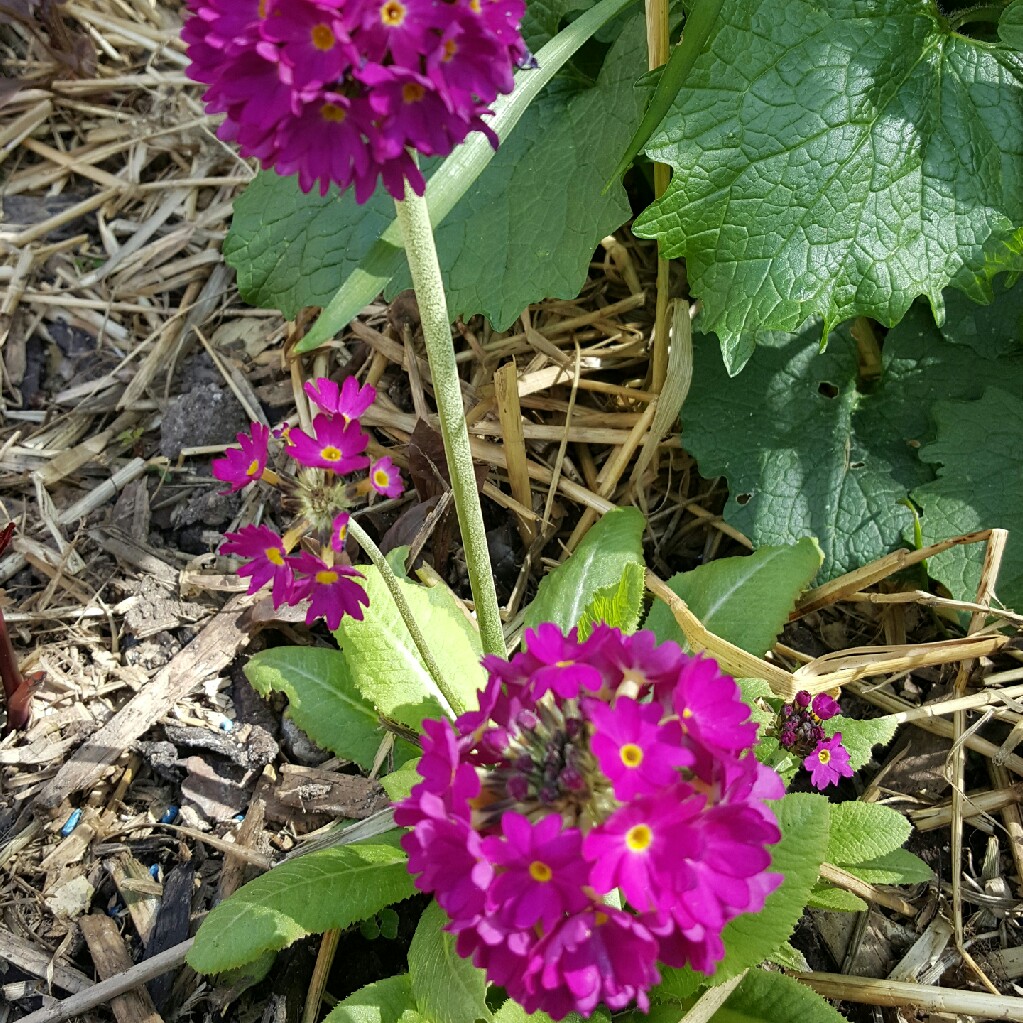 Drumstick primrose 'Alba'