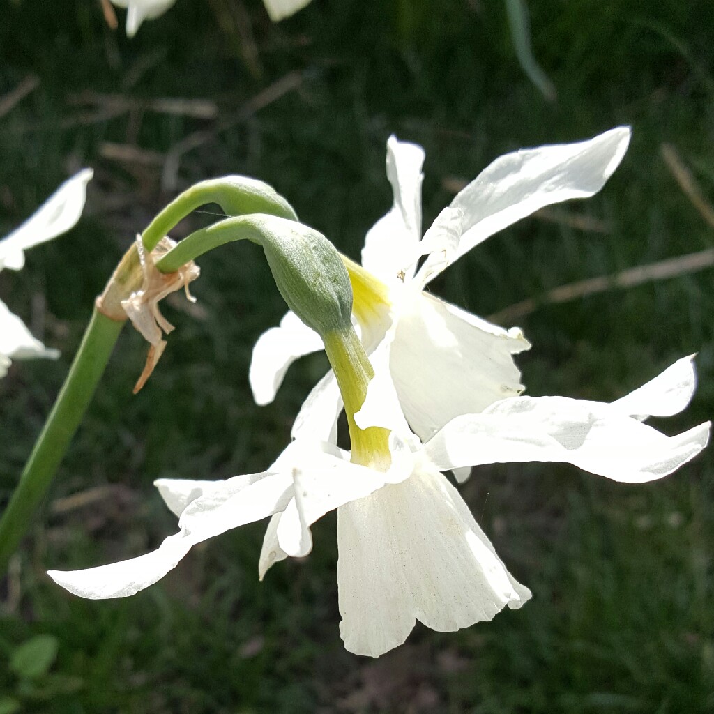 Daffodil 'Thalia' (Triandrus)