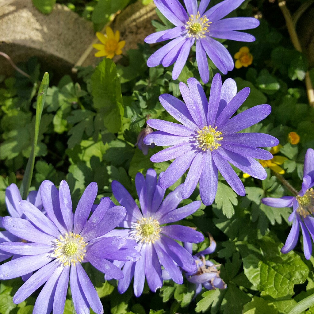 Winter Windflower 'Blue Shades'