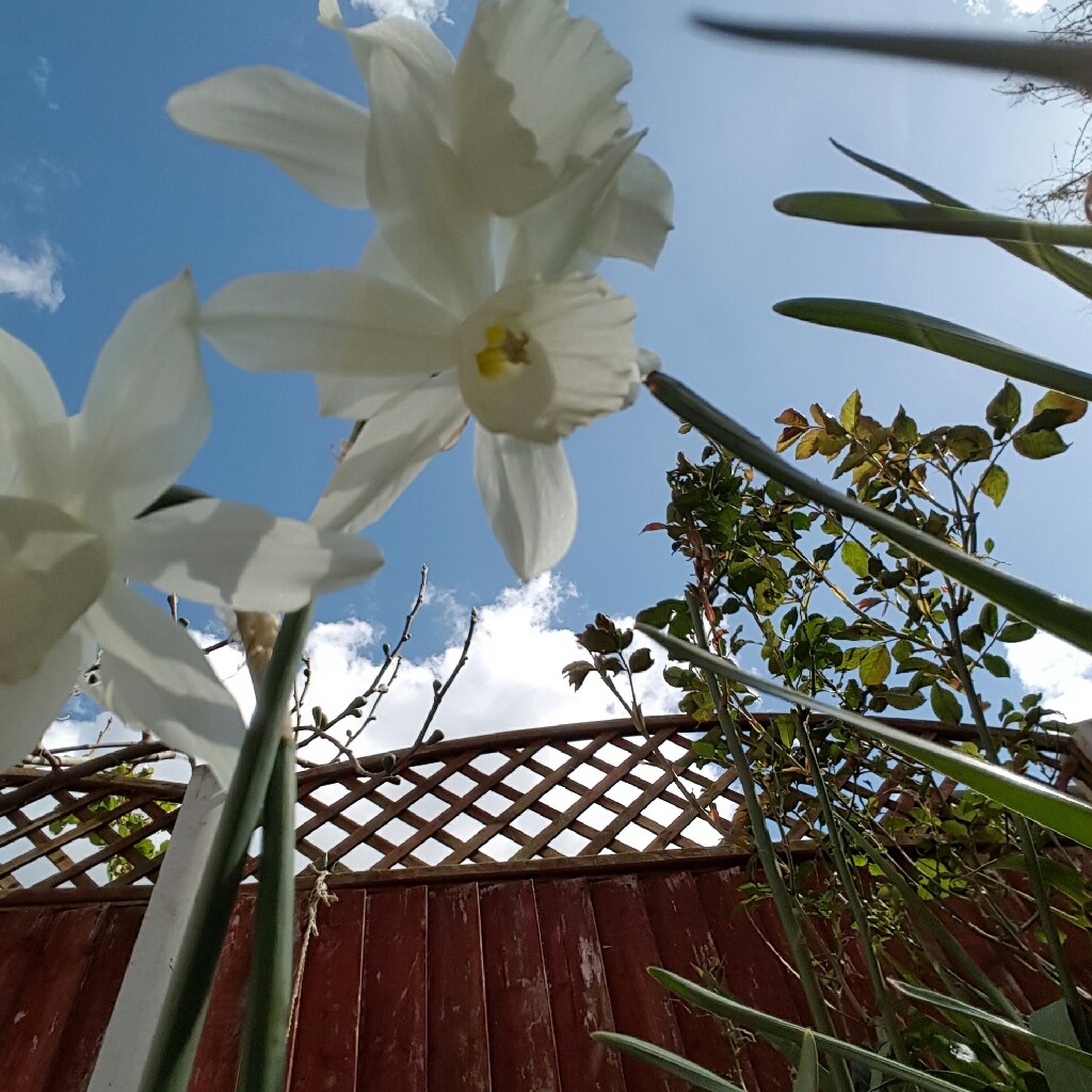 Daffodil 'Thalia' (Triandrus)