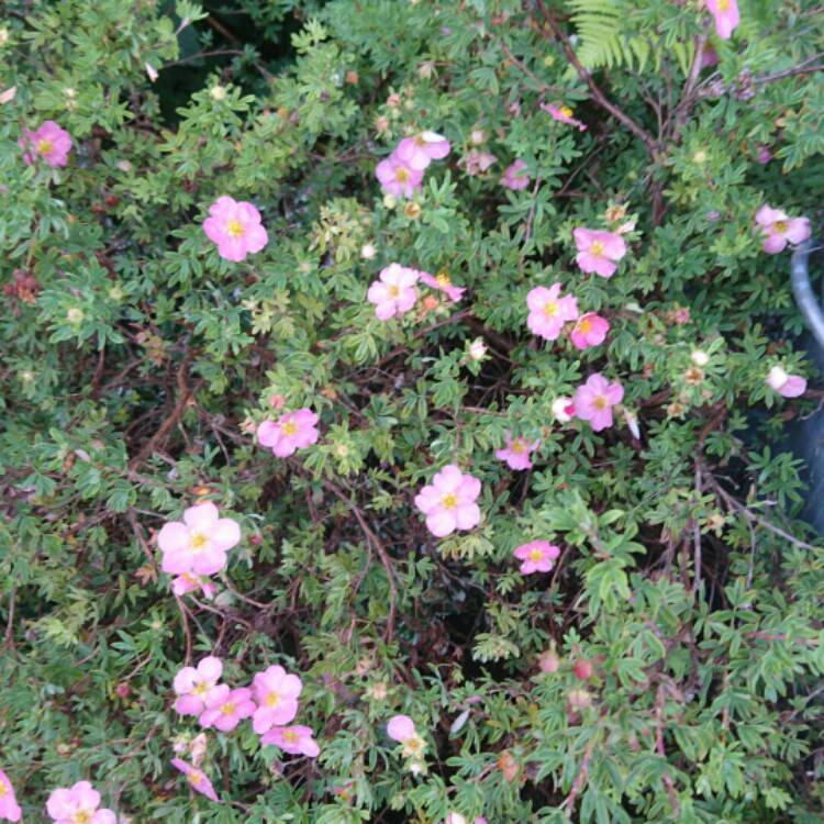 Plant image Potentilla fruticosa 'Lovely Pink' (Pink Beauty)