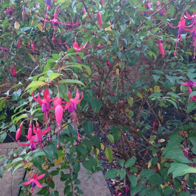 Plant image Fuchsia 'Whiteknight's Amethyst'