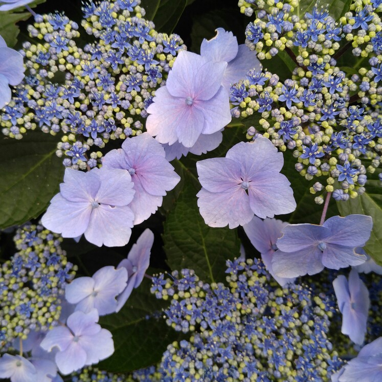 Plant image Hydrangea macrophylla 'Blaumeise'