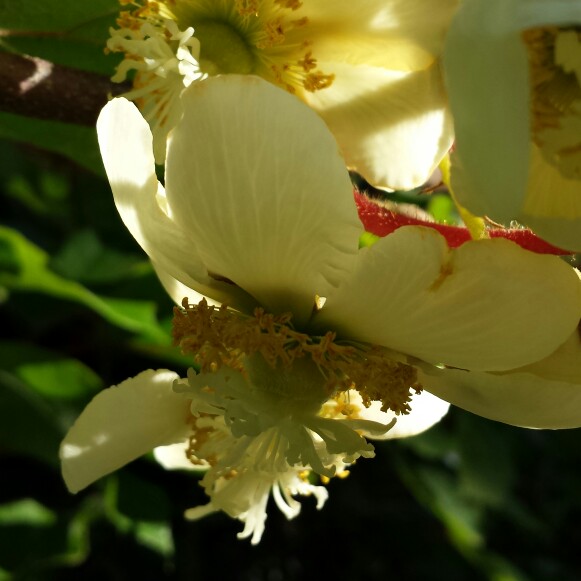 Plant image Actinidia arguta