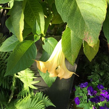 Brugmansia suaveolens