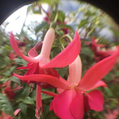 Scented Angel'sTrumpet