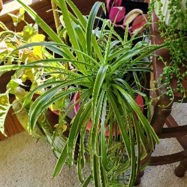 Spider Plant