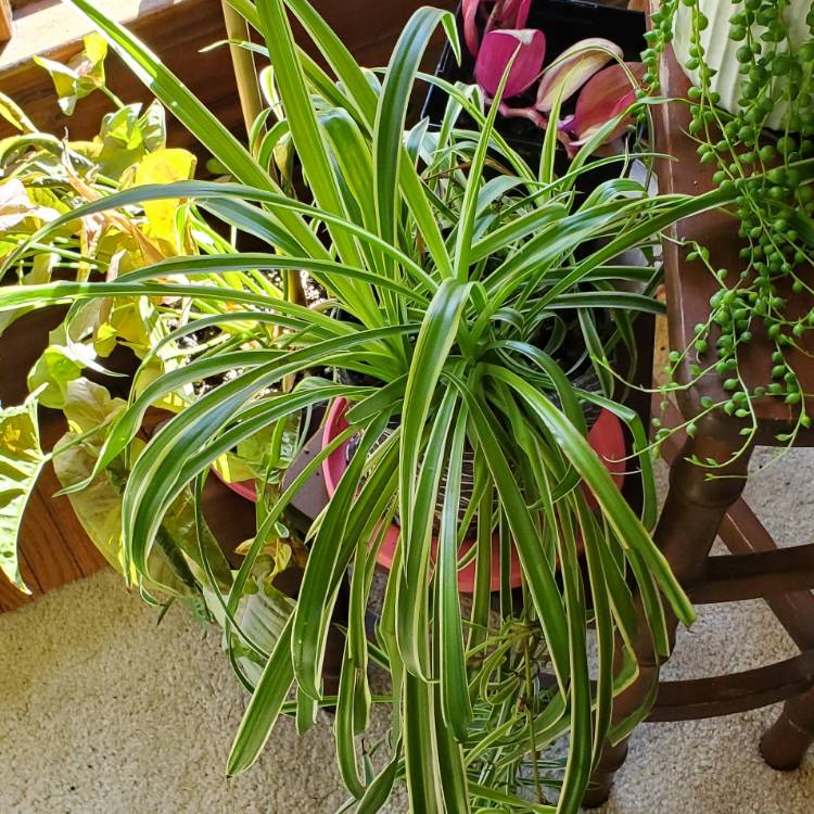 Chlorophytum Comosum Reverse Variegatum, Spider Plant - uploaded by @RCupec