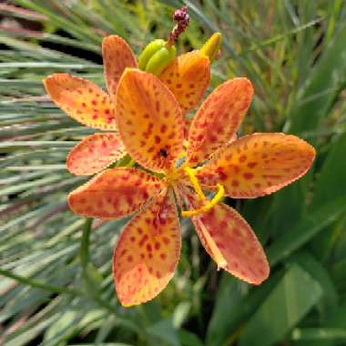 Blackberry Lily