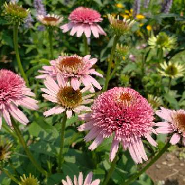 Coneflower 'Butterfly Kisses'