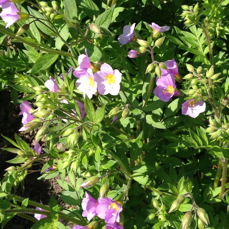 Plant image Polemonium Carneum