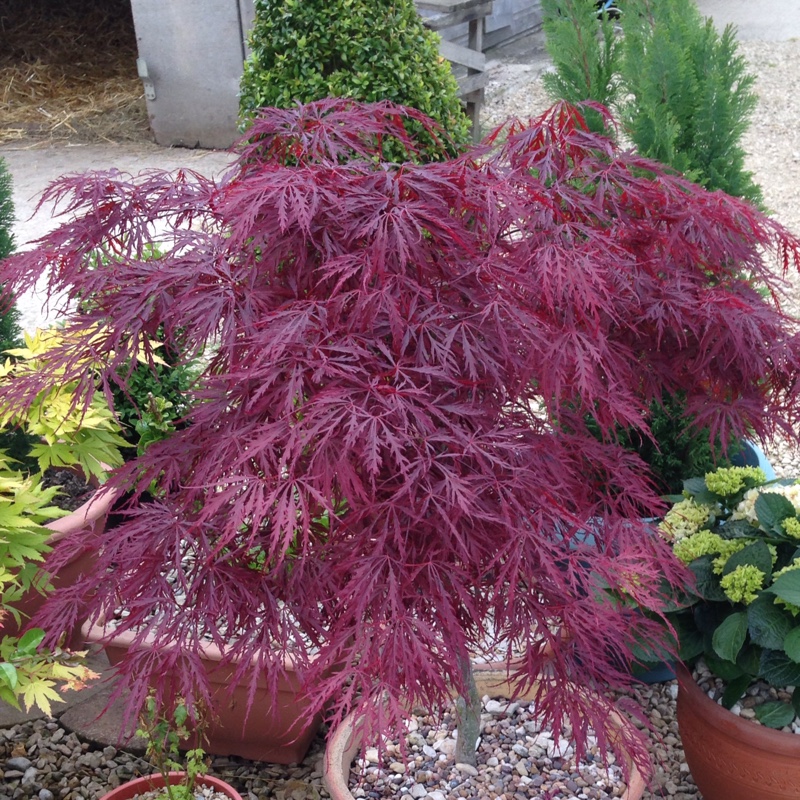 Acer palmatum 'Garnet' (Dissectum Group) syn. Acer palmatum var. dissectum 'Garnet'