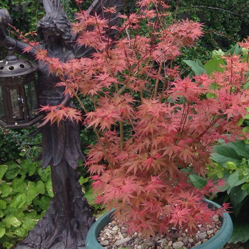 Acer Palmatum 'Phoenix'