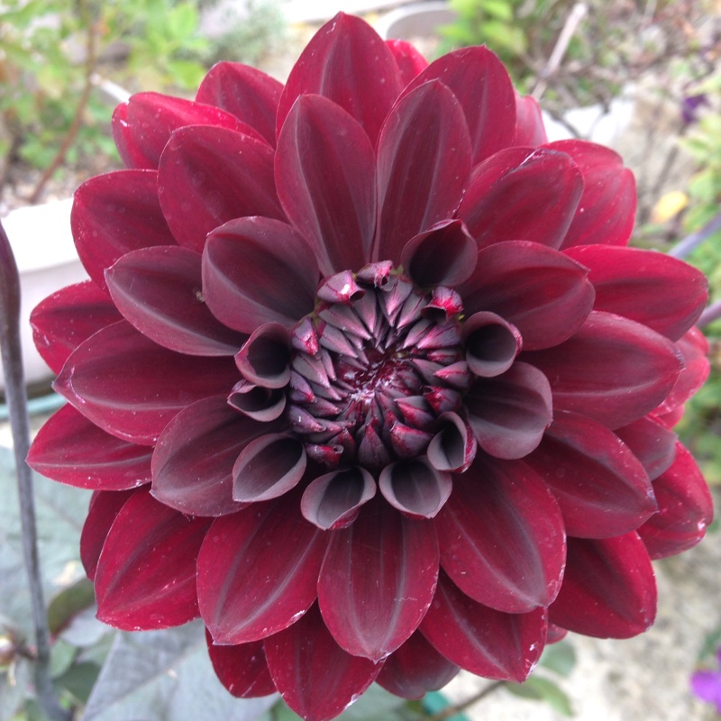 Plant image Dahlia 'Karma Choc'