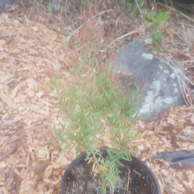 Plant image Melaleuca linariifolia 'Claret Tops'