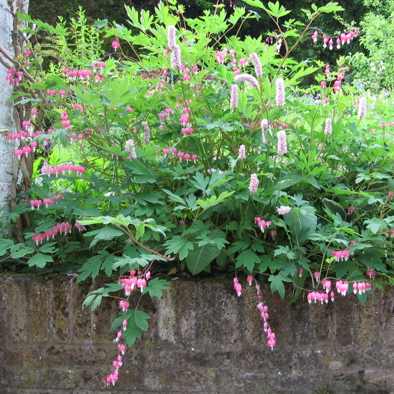 Bleeding Heart