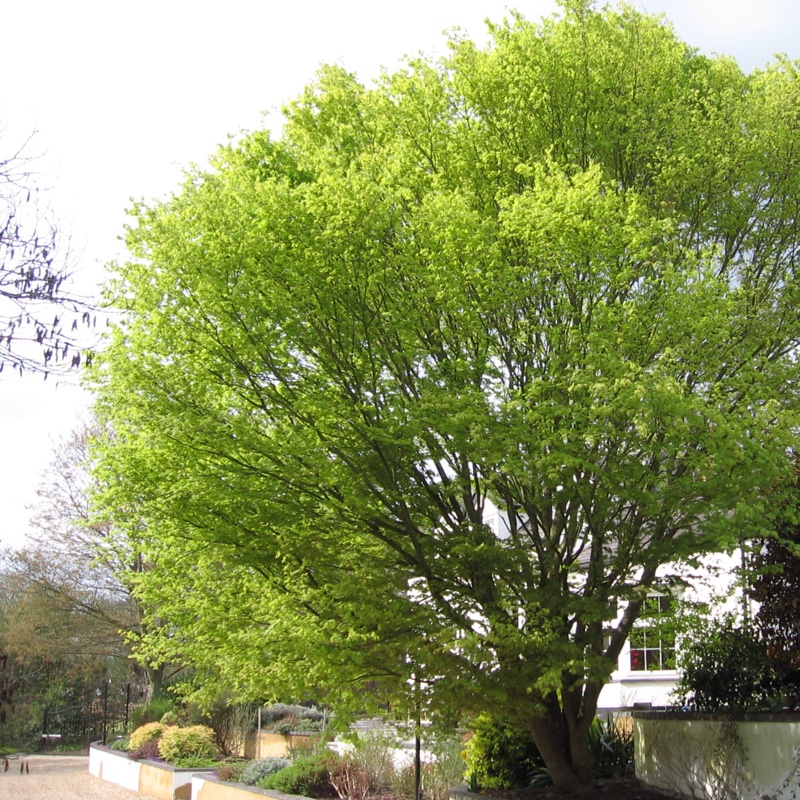 Japanese Maple 'Crippsii'