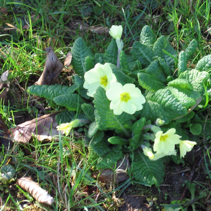 Native Primrose