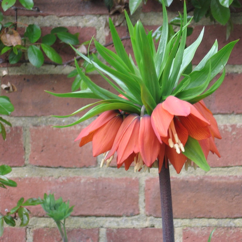 Crown Imperial 'Blom's Orange Perfection'