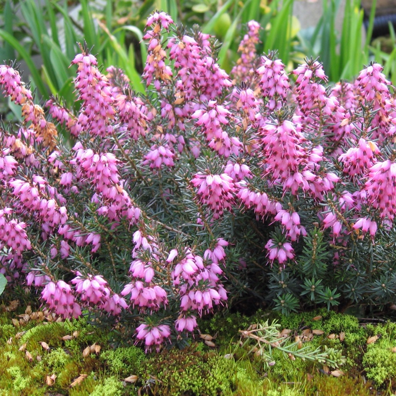 Common Heather 'Peter Sparkes'