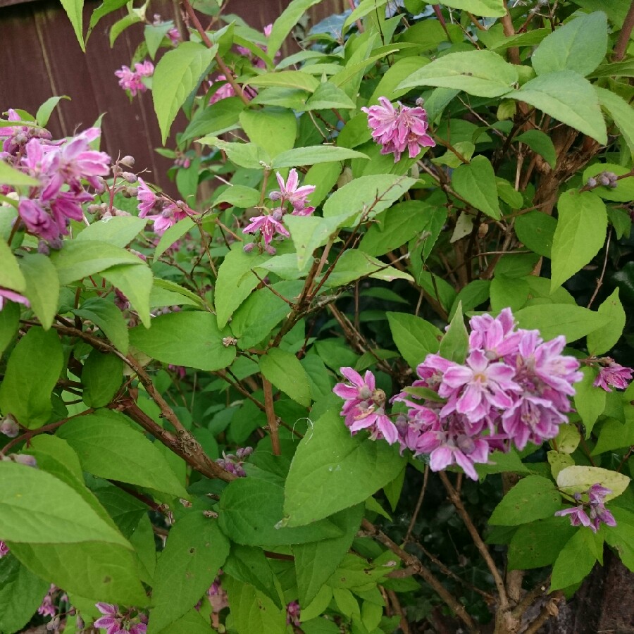 Plant image Deutzia x elegantissima 'Rosealind'