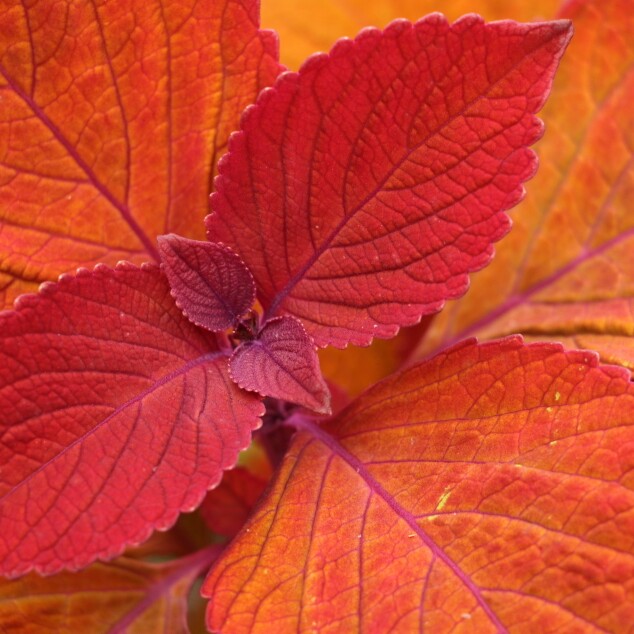 Plant image Solenostemon scutellarioides 'Uf12823' syn. Solenostemon scutellarioides 'Campfire'