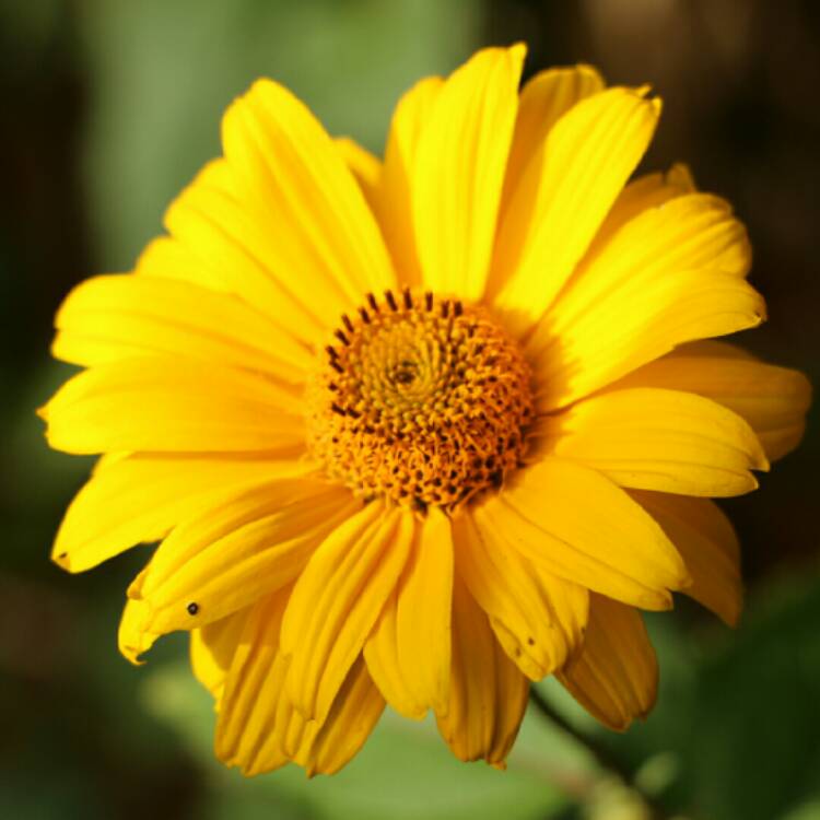 Plant image Heliopsis helianthoides 'Sweet Sunshine'