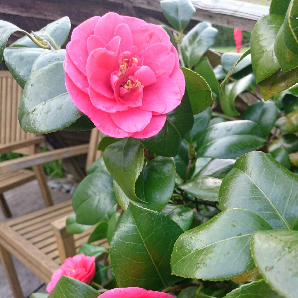 Plant image Camellia japonica 'Pink'