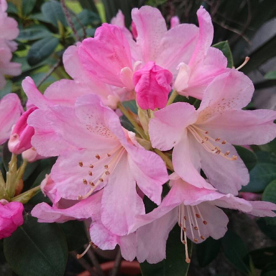 Plant image Rhododendron 'Virginia Richards'