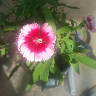 Dianthus plumarius