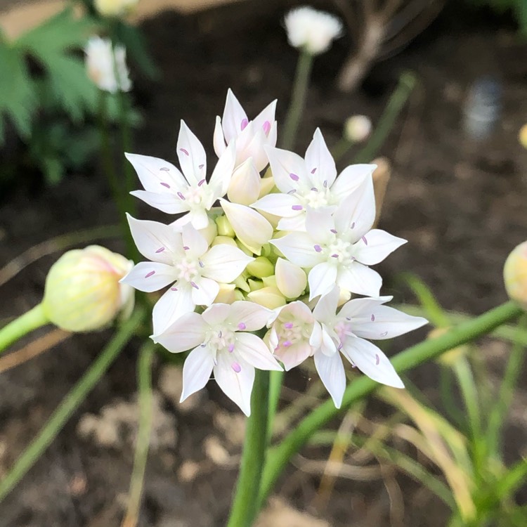 Plant image Allium amplectens 'Graceful Beauty'