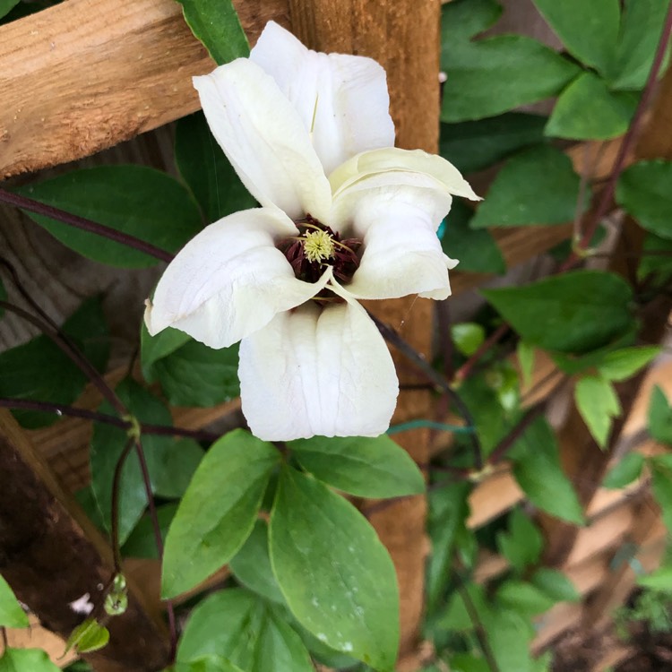 Plant image Clematis 'Princess Kate' syn. Clematis 'Zoprika'