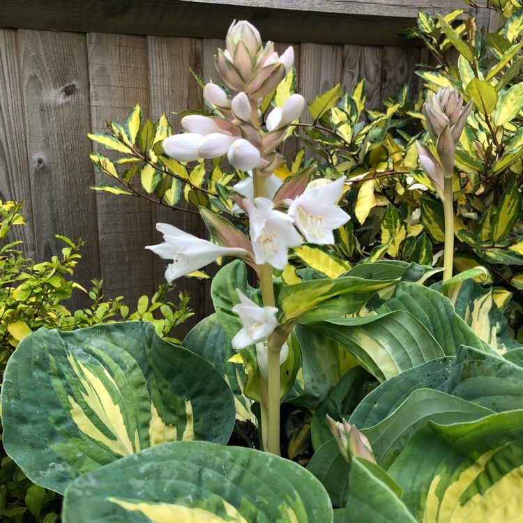 Plant image Hosta 'Great Expectations'