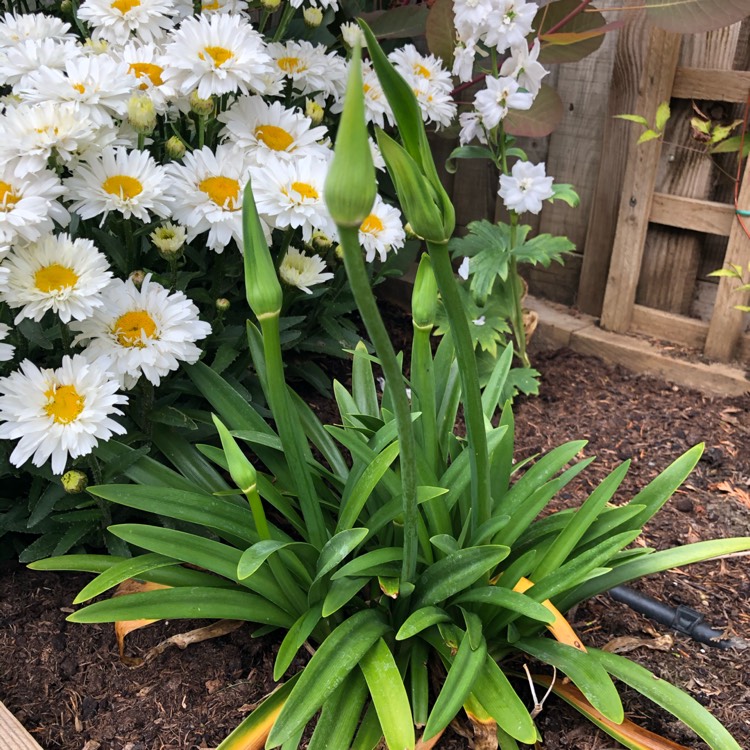 Plant image Agapanthus 'Charlotte'