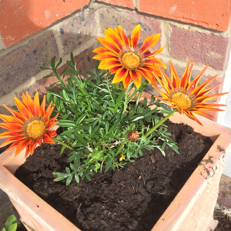 Plant image Gazania rigens 'Giant Bronze Striped'