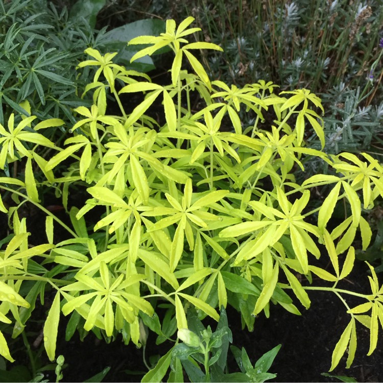 Plant image Choisya ternata 'Goldfinger'