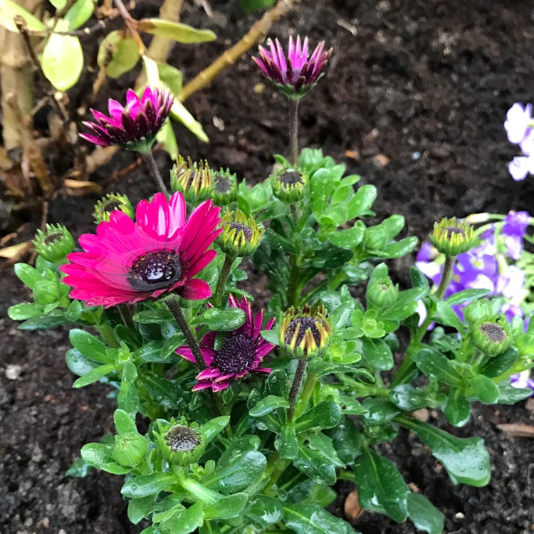 Plant image Osteospermum 'Serenity Red'