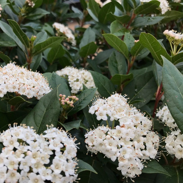 Plant image Viburnum tinus 'Lucidum'