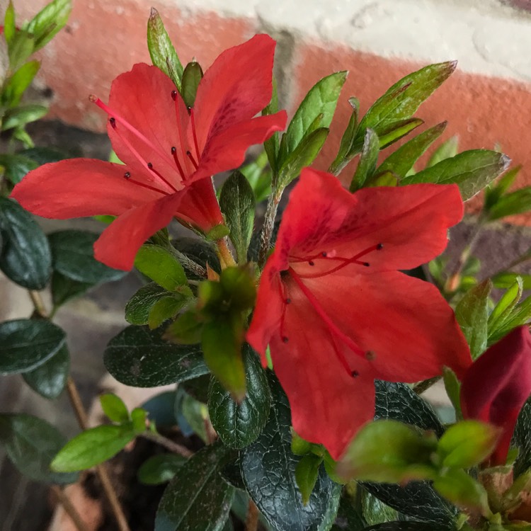 Plant image Rhododendron kaempferi 'Orange King'