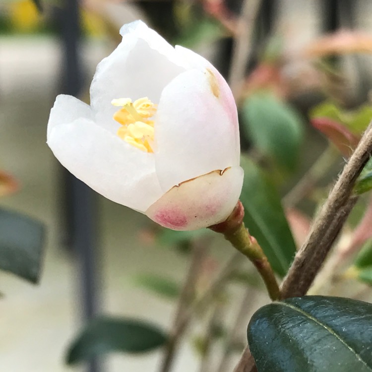 Plant image Camellia rosthorniana'Cupido'