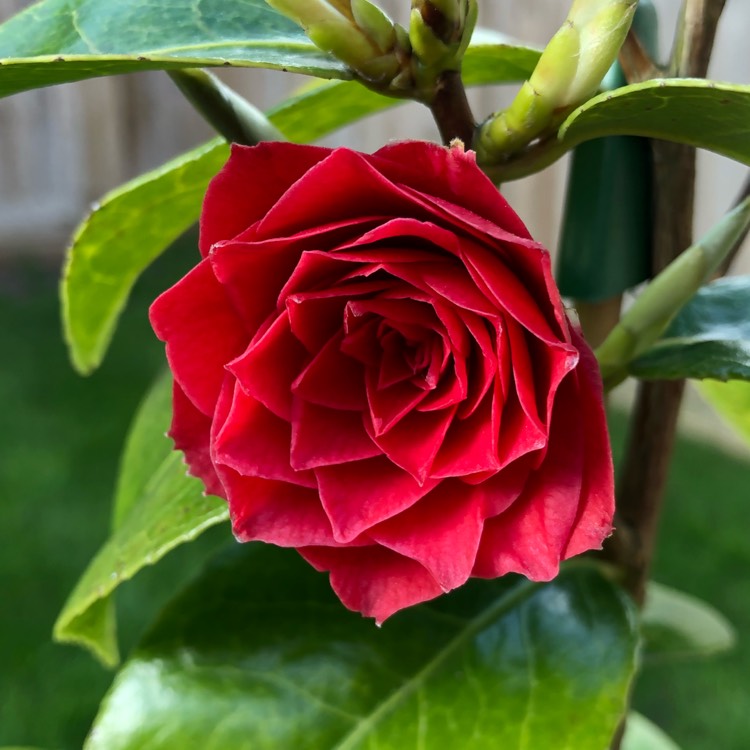 Plant image Camellia reticulata x williamsii 'Black Lace'