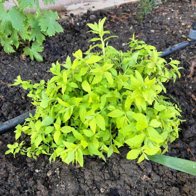 Plant image Spiraea Japonica 'White Gold'