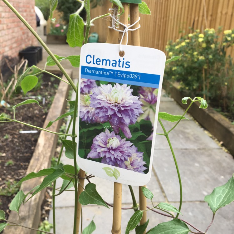 Plant image Clematis 'Diamantina'™ evipo039