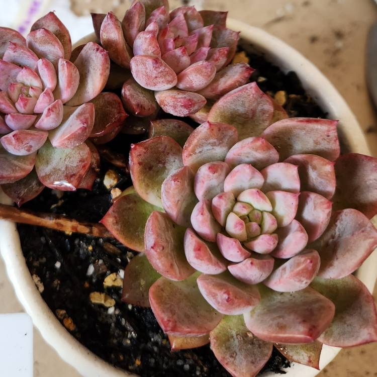 Plant image Echeveria ‘Frosty Bloom'