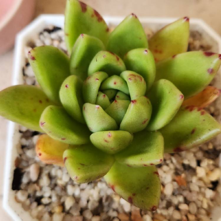 Plant image Echeveria Agavoides Miranda