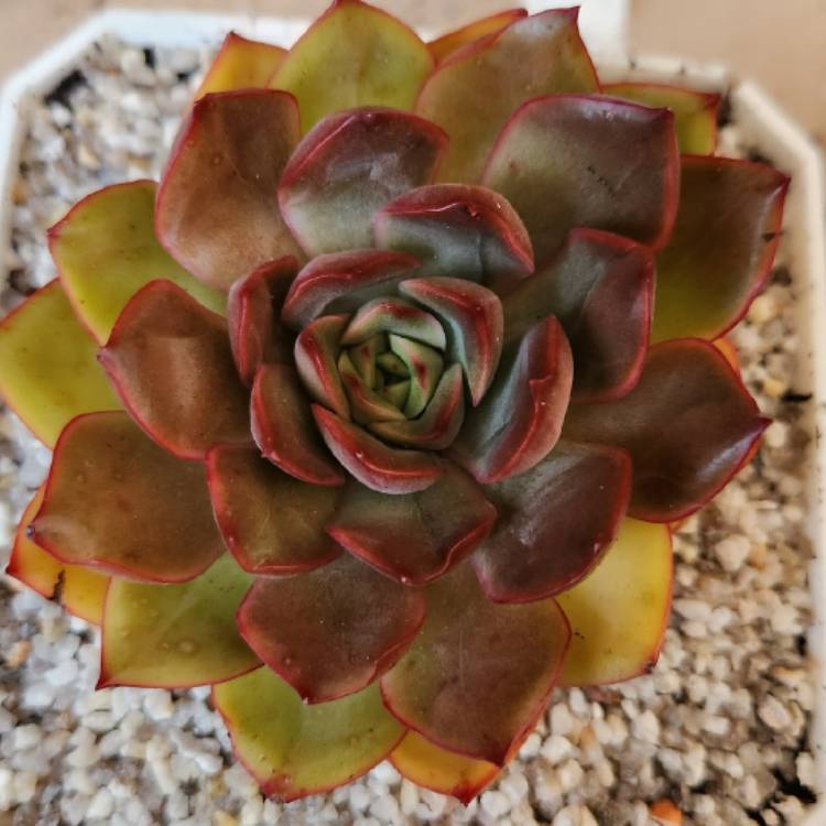 Plant image Echeveria Kisses